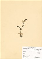 藏品(粉蝶蘭)的圖片